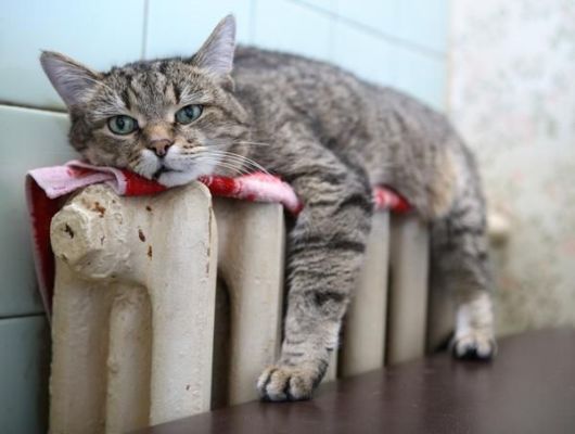 кот на радиаторе